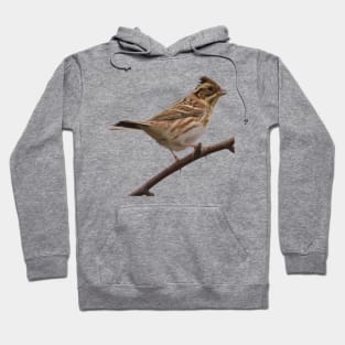 Rustic Bunting Bird Vector Isolated Hoodie